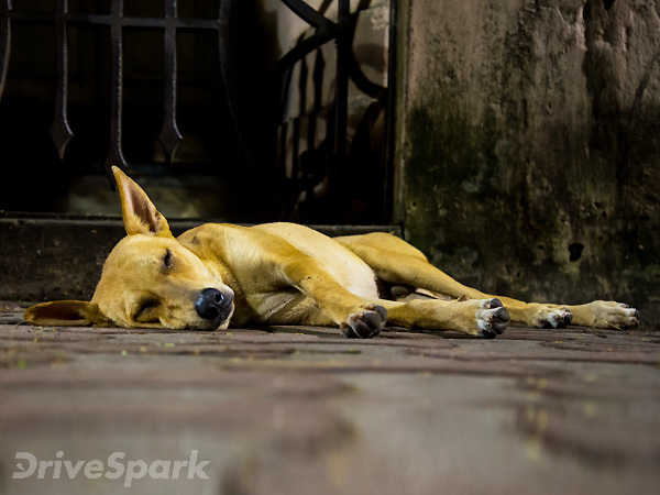 Exploring Kolkata On Durga Puja On A TVS Wego