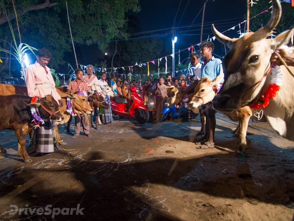 Here #Wego: After Celebrating A Joyful Pongal In Tamil Nadu