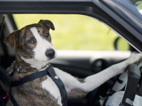 Pet Owners Take Note: Most Pet Restraints Fail Crash Test