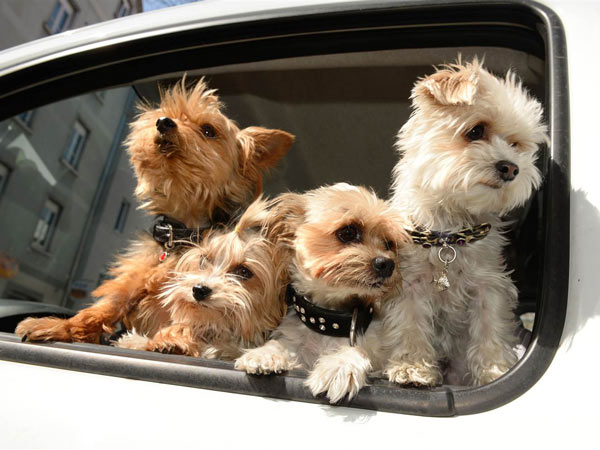 Pet Owners Take Note: Most Pet Restraints Fail Crash Test