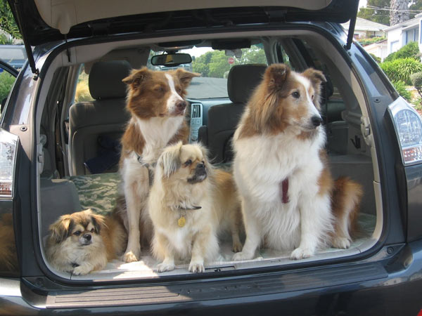 Pet Owners Take Note: Most Pet Restraints Fail Crash Test