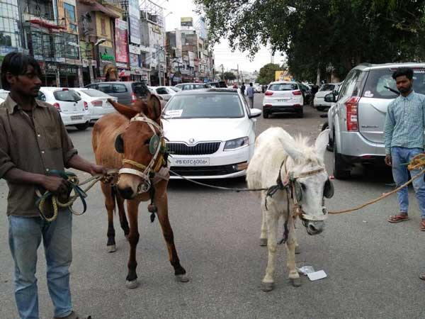 Skoda Octavia With Brake ‘Ass’ Power — Gets Towed By Donkeys In Public
