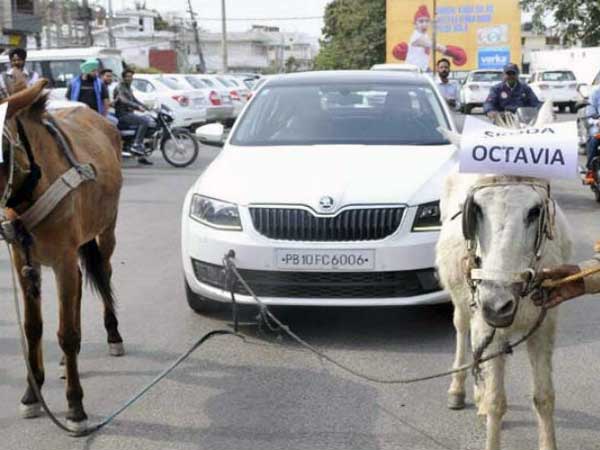 Skoda Octavia With Brake ‘Ass’ Power — Gets Towed By Donkeys In Public