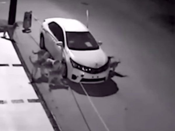 Watch This Pack Of Dogs Rip Off A Car Watch This Pack Of Dogs Rip Off A Car