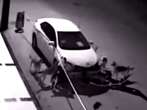 Watch This Pack Of Dogs Rip Off A Car Watch This Pack Of Dogs Rip Off A Car