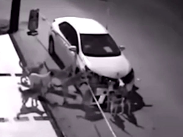 Watch This Pack Of Dogs Rip Off A Car Watch This Pack Of Dogs Rip Off A Car