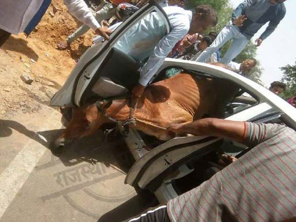 Horse Collides With Car In A Freak Accident