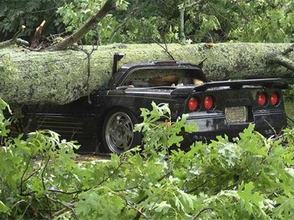 Chevrolet Corvette Crushed By A Massive Tree — Driver Escapes Uninjured