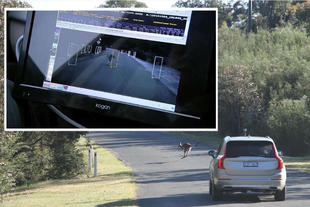 Kangaroos confuse animal detection systems in cars