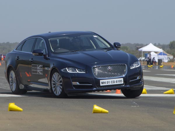 Exploring The Art Of Performance — Jungle Cats On The Prowl In The Garden City