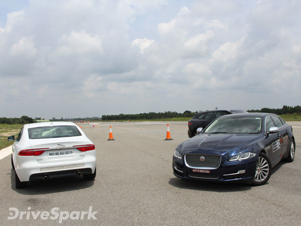 Exploring The Art Of Performance — Jungle Cats On The Prowl In The Garden City