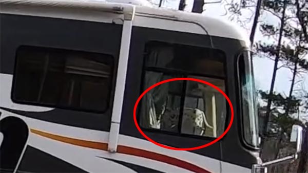 Video: Dog Accidentally Puts Vehicle Into Reverse Gear