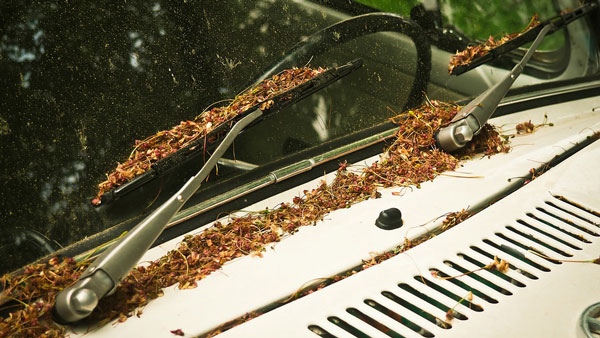 Here’s How You Can Protect Your Car’s Wiper Blades 