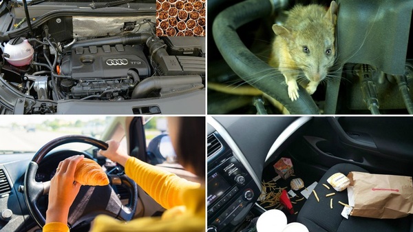 How To Keep Rats Away From Cars During Monsoon