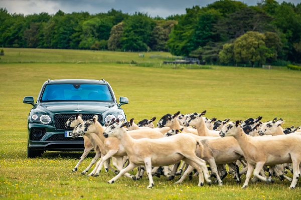 Bentley Shines at Goodwoof 2024