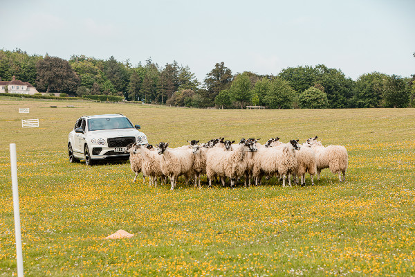 Bentley's Dog Photobooth Hits Goodwoof 2024