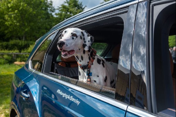 Bentley Shines at Goodwoof 2024