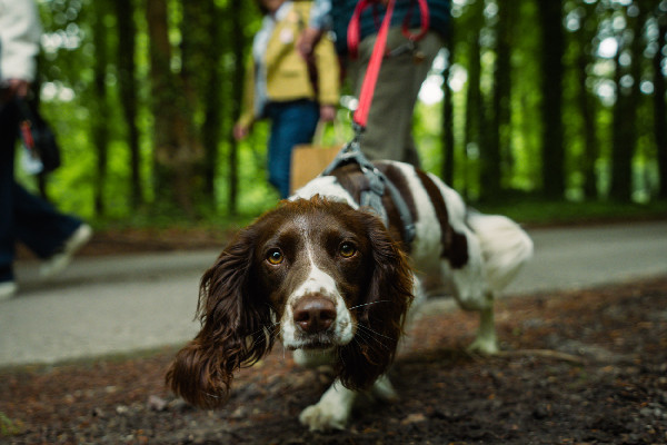 Bentley's Dog Photobooth Hits Goodwoof 2024