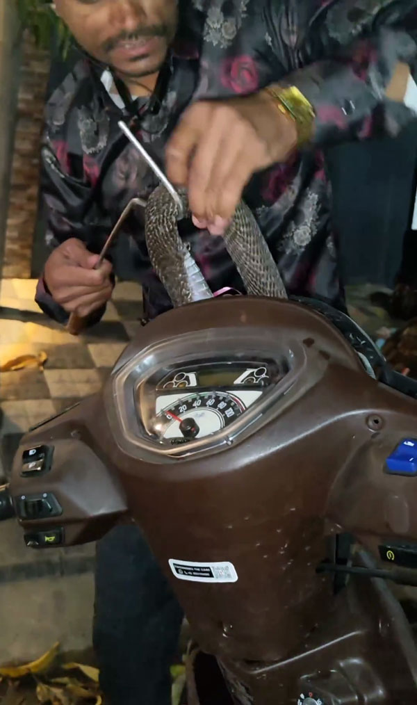 Cobra Rescued From Scooter In Heatwave 2