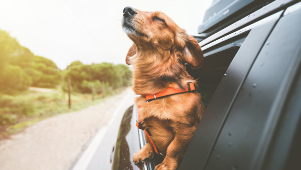 dog in car