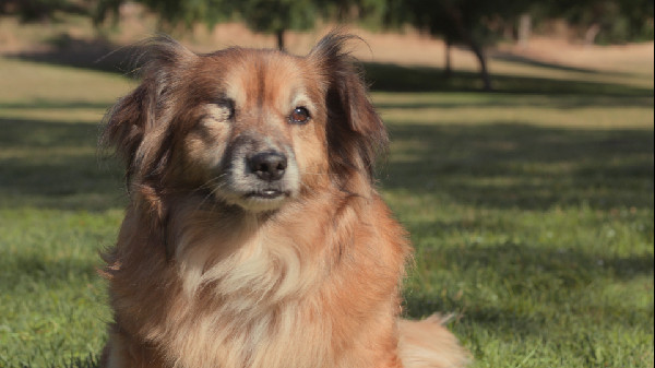 Subaru Donates $3 Million for Shelter Pets