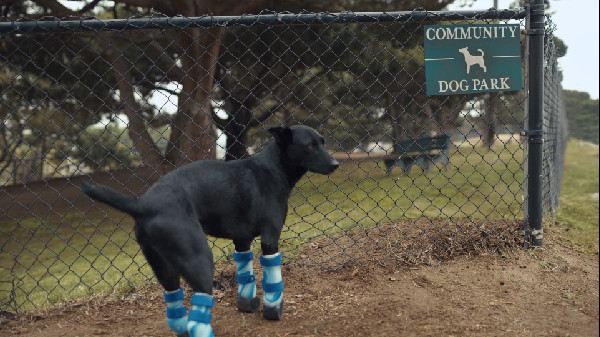 Subaru Donates $3 Million for Shelter Pets