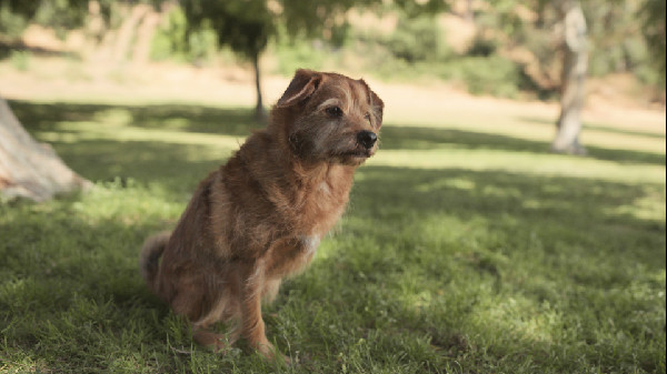 Subaru Donates $3 Million for Shelter Pets