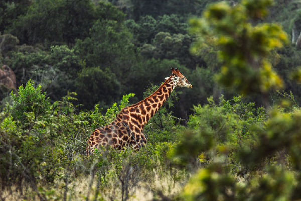 Dacia Sandriders Secure Podium in South Africa