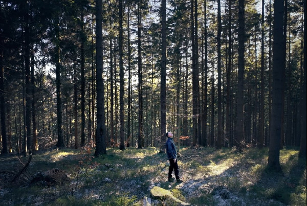 Hyundai Marks 10 Years of IONIQ Forest