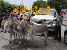 ಕೈಕೊಟ್ಟ ಲ್ಯಾಂಡ್ ಕ್ರೂಸರ್; ಸೂರತ್ ಮಾಲಿಕನಿಂದ ಕತ್ತೆ ಸೇವೆ!