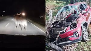 ಕರ್ನಾಟಕ: ಎಮ್ಮೆಗೆ ಗುದ್ದಿದ ಕಿಯಾ ಸೆಲ್ಟೋಸ್.. ಸಂಪೂರ್ಣ ಜಖಂ, ಪ್ರಯಾಣಿಕರಿಗೆ ಏನಾಯಿತು?