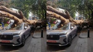 ನಿಮ್ಮ ಕಾರಿಗೆ ನೀವೇ ಜವಾಬ್ದಾರರು: ರಸ್ತೆಬದಿಯಲ್ಲಿದ್ದ ಎಲಿವೇಟ್‌ ಮೇಲೆ ಬಿದ್ದ ಮರ, ಕಾರಿನ ಪಾಡೇನು ಗೊತ್ತಾ!