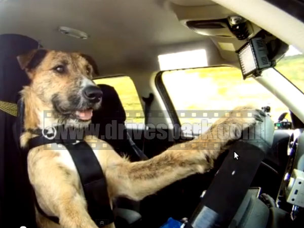 ಡ್ರೈವಿಂಗ್ ಟೆಸ್ಟ್ ಪಾಸ್ ಮಾಡಿದ ಶ್ವಾನ ದಳ 