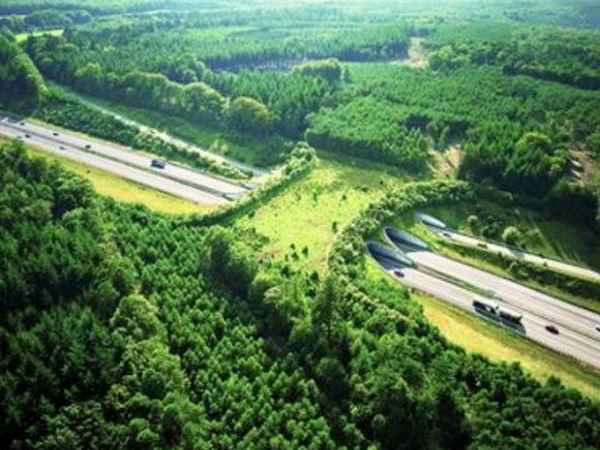 A Wildlife tunnel To Animal to Cross the Highway