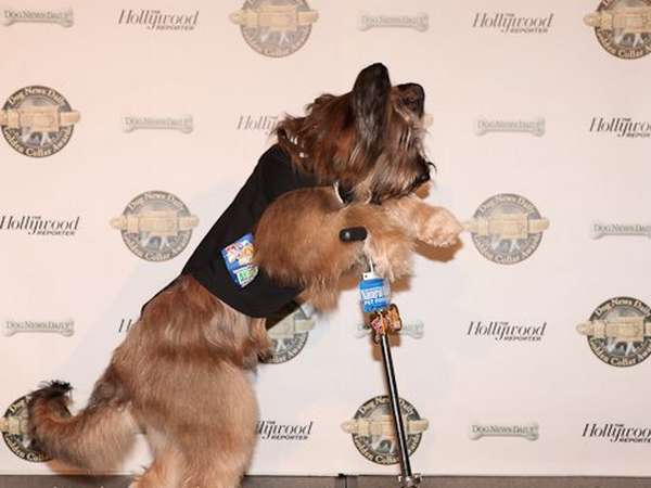 Norman The Scooter Dog