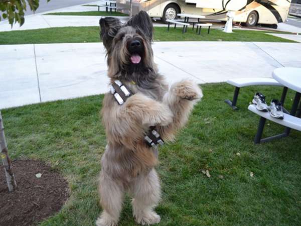 Norman The Scooter Dog