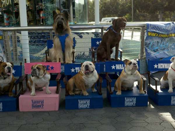 Norman The Scooter Dog