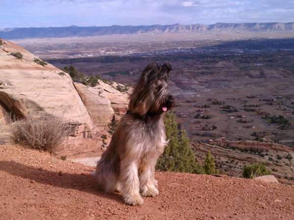 Norman The Scooter Dog