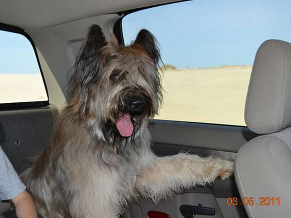 Norman The Scooter Dog