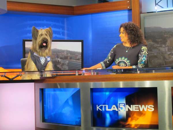 Norman The Scooter Dog