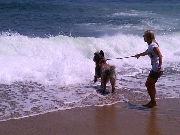 Norman The Scooter Dog