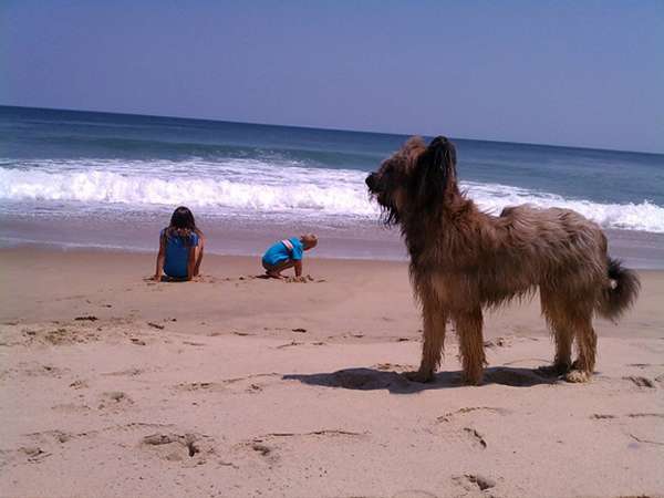 Norman The Scooter Dog