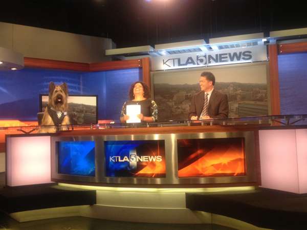 3ರ ಹರೆಯದಲ್ಲೇ ಗಿನ್ನೆಸ್ ಪುಟ ಸೇರಿದ ಶ್ವಾನ