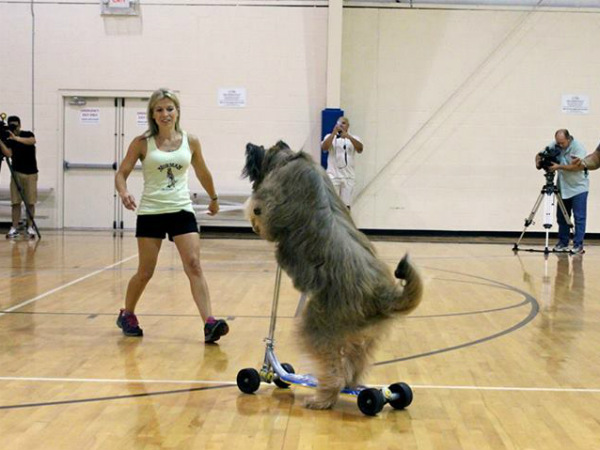 3ರ ಹರೆಯದಲ್ಲೇ ಗಿನ್ನೆಸ್ ಪುಟ ಸೇರಿದ ಶ್ವಾನ