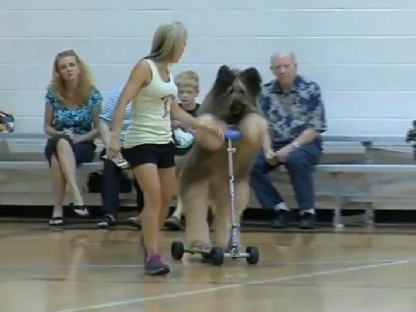 Norman The Scooter Dog