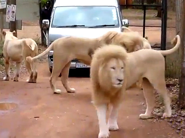 ಕಾರಿನ ಮೇಲೆ ವನ್ಯಜೀವಿಗಳ ದಾಳಿ