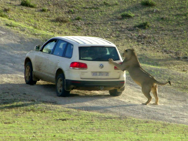 ಕಾರಿನ ಮೇಲೆ ವನ್ಯಜೀವಿಗಳ ಜೀವಿ