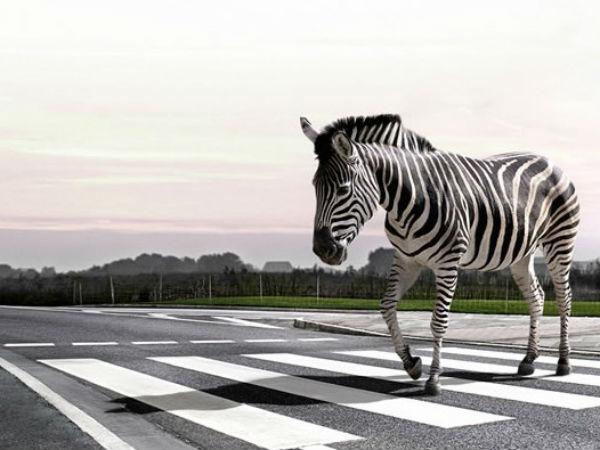 ಜಿಬ್ರಾ ಕ್ರಾಸಿಂಗ್ 