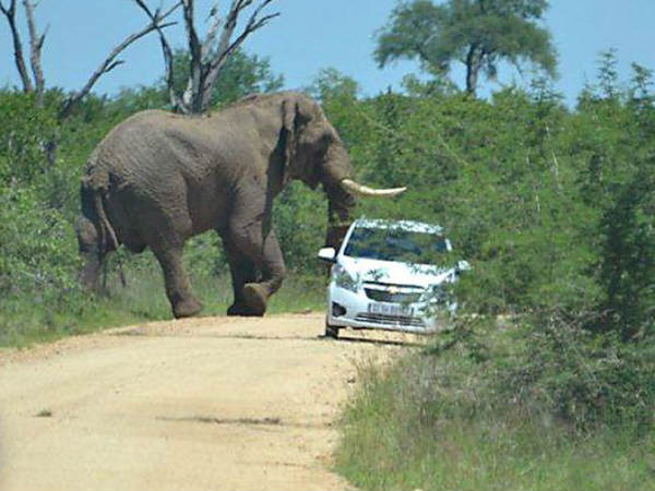 ಕಾಡುಪ್ರಾಣಿಗಳಿಗೂ ಬದುಕಲು ಅವಕಾಶ ಕೊಡಿ