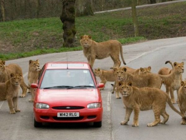 ಕಾಡುಪ್ರಾಣಿಗಳಿಗೂ ಬದುಕಲು ಅವಕಾಶ ಕೊಡಿ